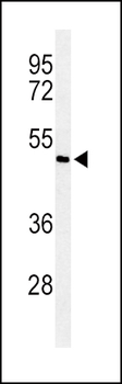 Smad7 Antibody (Center)