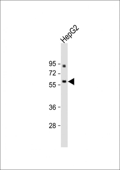 ANGPTL3 Antibody (N-term)