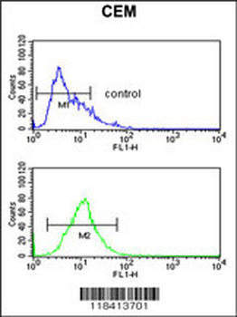 KRT10 Antibody (Center)