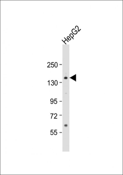 AOX1 Antibody (Center)