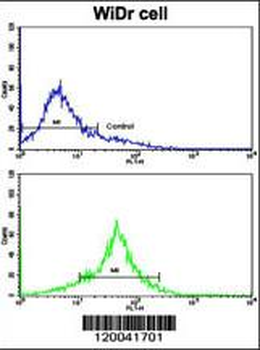 TYSY Antibody (C-term)