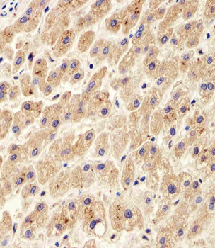 PDIA6 Antibody (Center K159)