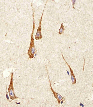 PDIA6 Antibody (Center K159)