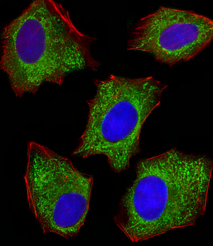 PDIA6 Antibody (Center K159)