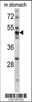 PDIA6 Antibody (Center K159)