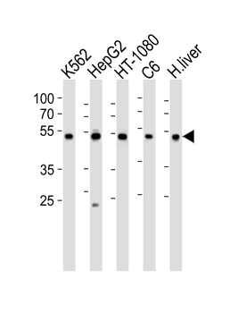 PDIA6 Antibody (Center K159)