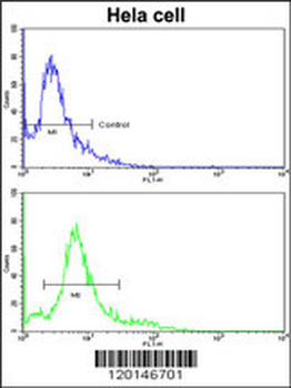 HMGCS1 Antibody (Center)