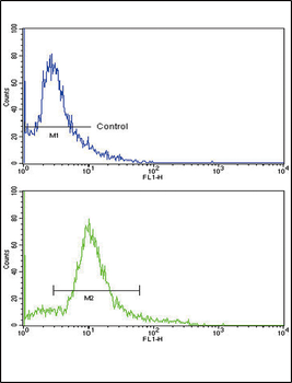 HMGCS1 Antibody (C-term)