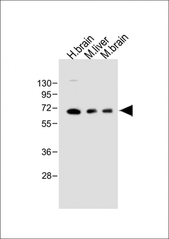 GLS2 Antibody (C-term E513)