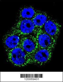 GLO1 Antibody (N-term)