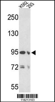 EMILIN1 Antibody (N-term)