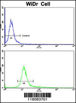 CTDP1 Antibody (N-term)