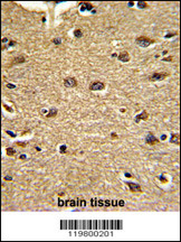 CLUAP1 Antibody (C-term)