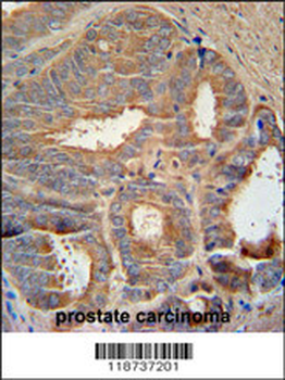 AZGP1 Antibody (N-term)