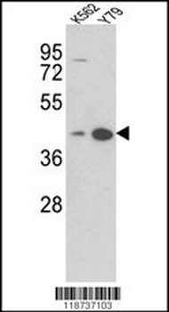 AZGP1 Antibody (N-term)