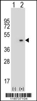 AZGP1 Antibody (N-term)