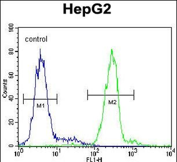 VDAC1 Antibody (N-term)