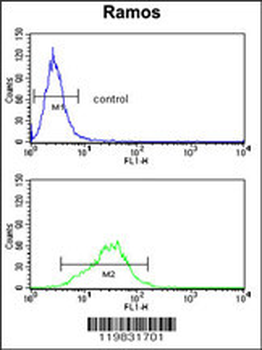 RPS9 Antibody (C-term)