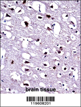 EEF1A1 Antibody (C-term)