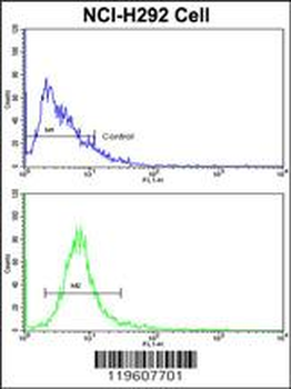 EEF1A1/ EEF1A2 Antibody (N-term)