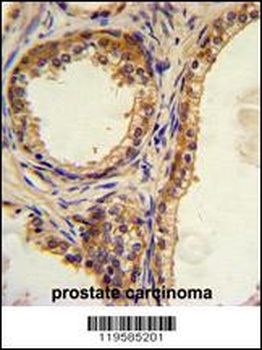 CREB3L1 Antibody (C-term)