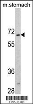 CREB3L1 Antibody (C-term)