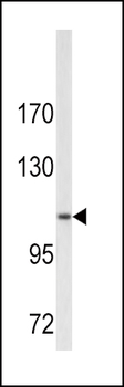 COL6A1 Antibody (N-term)