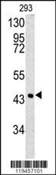 SPB3 Antibody (N-term)