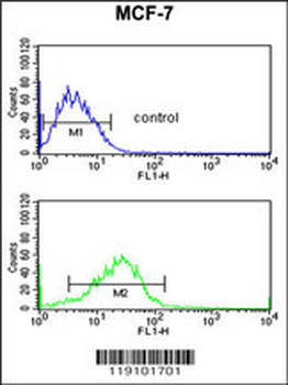 PSA Antibody (Center)
