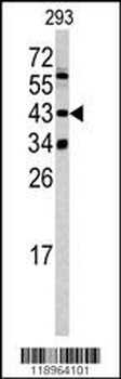SETD8 Antibody (Center)
