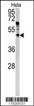 ANGPTL7 Antibody (N-term)