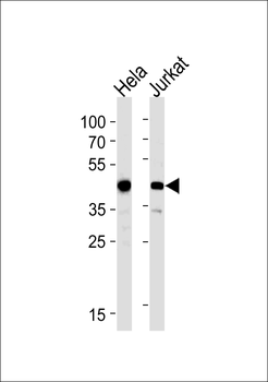 ACTR2 Antibody (Center)