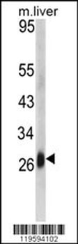 DCL-1 Antibody (Center)