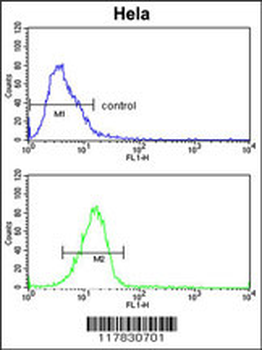 DPP8 Antibody (N-term)