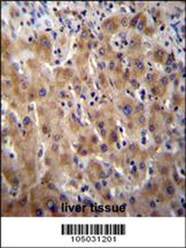 Glypican 3 (GPC3) Antibody (N-term)