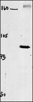 CLC4 Antibody (C-term)