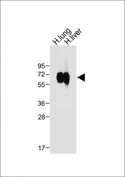 CD14 Antibody (N-term)