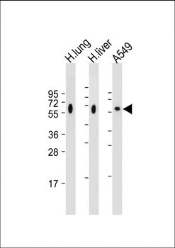 CD14 Antibody (N-term)