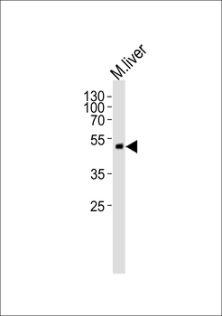 SCDGFB Antibody (Center)