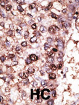SIRT7 Antibody (C-term)