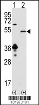SIRT7 Antibody (C-term)