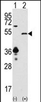 SIRT7 Antibody (C-term)