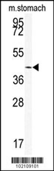 SIRT6 Antibody (C-term)