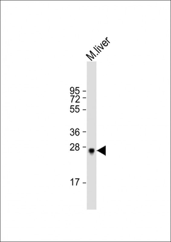 M Sirt3 Antibody (C-term)