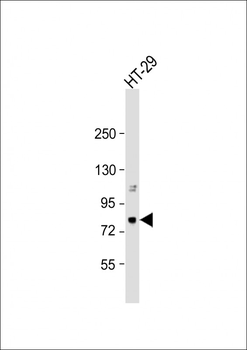 NRG2 Antibody (C-term)