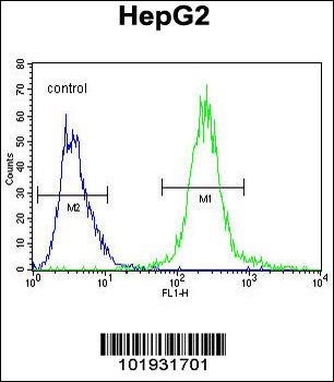SEPT9 Antibody (C-term)