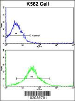MMP19 Antibody (C-term)