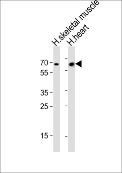 Cry2 Antibody (C-term)