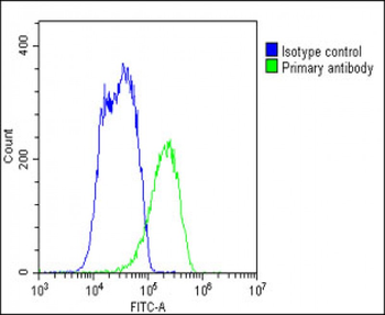 ABCB5 Antibody (N-term)