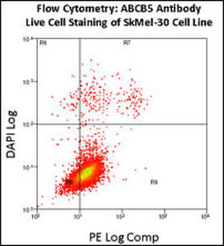 ABCB5 Antibody (N-term)